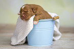 Nova Scotia Duck Tolling Retriever Puppy