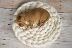 Nova Scotia Duck Tolling Retriever Puppy