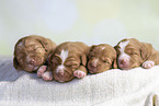 Nova Scotia Duck Tolling Retriever Puppies