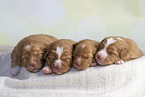 Nova Scotia Duck Tolling Retriever Puppies
