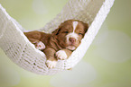 Nova Scotia Duck Tolling Retriever Puppy
