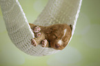Nova Scotia Duck Tolling Retriever Puppy