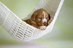 Nova Scotia Duck Tolling Retriever Puppy