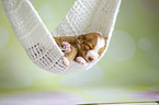 Nova Scotia Duck Tolling Retriever Puppy
