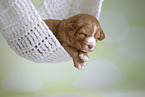 Nova Scotia Duck Tolling Retriever Puppy