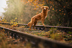Nova Scotia Duck Tolling Retriever in autumn