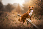 Nova Scotia Duck Tolling Retriever in autumn