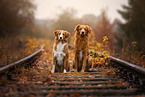 2 Nova Scotia Duck Tolling Retriever