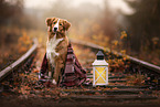 Nova Scotia Duck Tolling Retriever in autumn