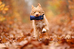 young Nova Scotia Duck Tolling Retriever