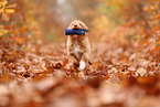 young Nova Scotia Duck Tolling Retriever
