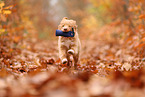 young Nova Scotia Duck Tolling Retriever