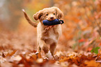 young Nova Scotia Duck Tolling Retriever