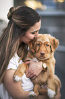 Nova Scotia Duck Tolling Retriever Puppy