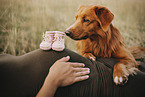 pregnant woman and Nova Scotia Duck Tolling Retriever