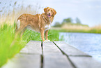 Nova Scotia Duck Tolling Retriever outdoor
