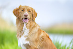 Nova Scotia Duck Tolling Retriever outdoor