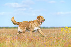 Nova Scotia Duck Tolling Retriever outdoor