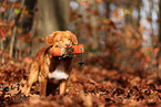 Nova Scotia Duck Tolling Retriever in autumn