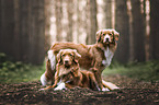 Nova Scotia Duck Tolling Retriever
