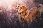 Nova Scotia Duck Tolling Retriever
