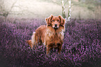 Nova Scotia Duck Tolling Retriever