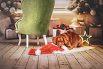 Nova Scotia Duck Tolling Retriever