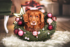 Nova Scotia Duck Tolling Retriever
