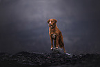 Nova Scotia Duck Tolling Retriever