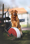 Nova Scotia Duck Tolling Retriever