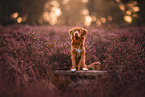Nova Scotia Duck Tolling Retriever