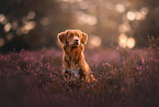 Nova Scotia Duck Tolling Retriever