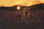 Nova Scotia Duck Tolling Retriever