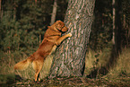 Nova Scotia Duck Tolling Retriever