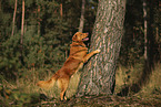Nova Scotia Duck Tolling Retriever