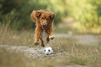 Nova Scotia Duck Tolling Retriever