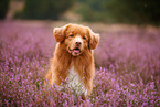 Nova Scotia Duck Tolling Retriever