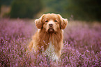 Nova Scotia Duck Tolling Retriever