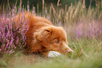 Nova Scotia Duck Tolling Retriever