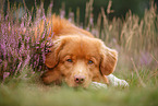 Nova Scotia Duck Tolling Retriever