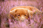 Nova Scotia Duck Tolling Retriever