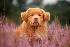 Nova Scotia Duck Tolling Retriever