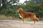 Nova Scotia Duck Tolling Retriever