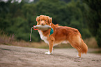 Nova Scotia Duck Tolling Retriever