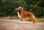 Nova Scotia Duck Tolling Retriever