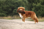Nova Scotia Duck Tolling Retriever