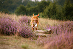 Nova Scotia Duck Tolling Retriever