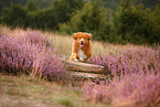 Nova Scotia Duck Tolling Retriever