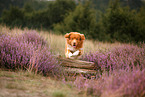Nova Scotia Duck Tolling Retriever