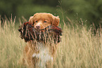 Nova Scotia Duck Tolling Retriever